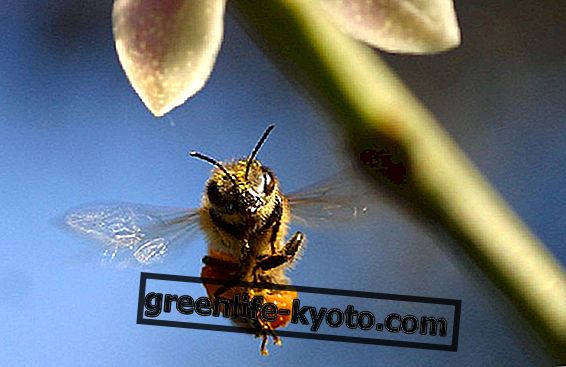 Přírodní prostředky proti včelího bodnutí