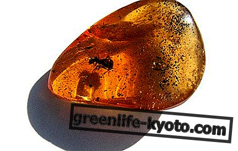Amber: all the properties and benefits