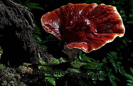 Influenza, how to counteract it naturally with Ganoderma