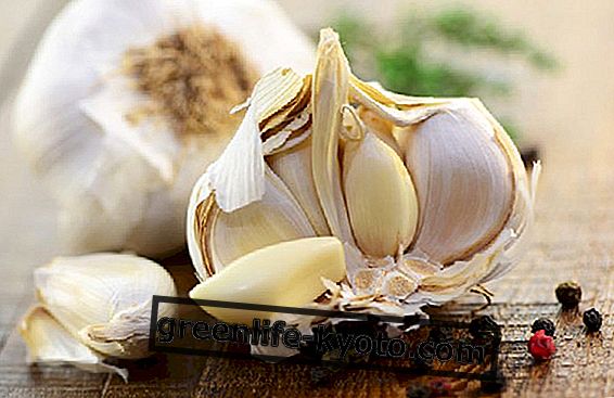 The natural antibiotic, or garlic