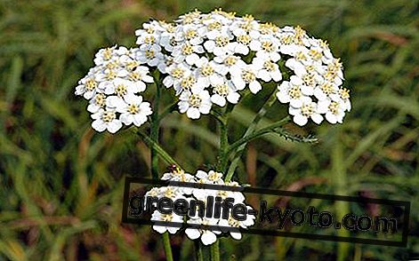 Achillea Millefolium, todo sobre el remedio homeopático