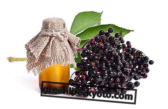 Elderberry terapeutilised omadused