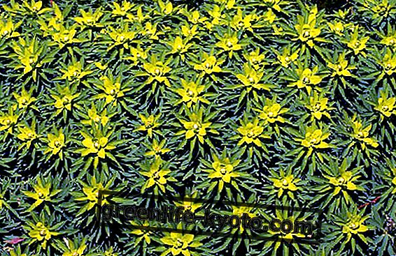 Euphorbia, īpašības un ieguvumi
