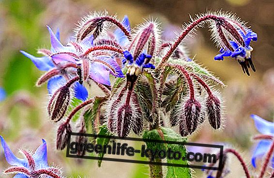 The menstrual cycle, borage and movement
