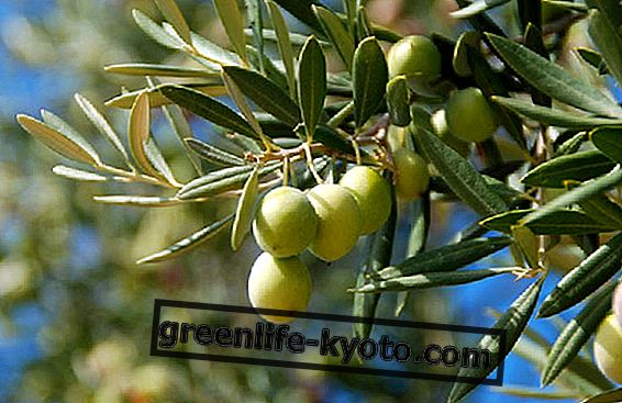 Feuilles d'olivier parmi les remèdes de cholestérol
