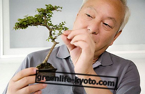 The origins of bonsai art