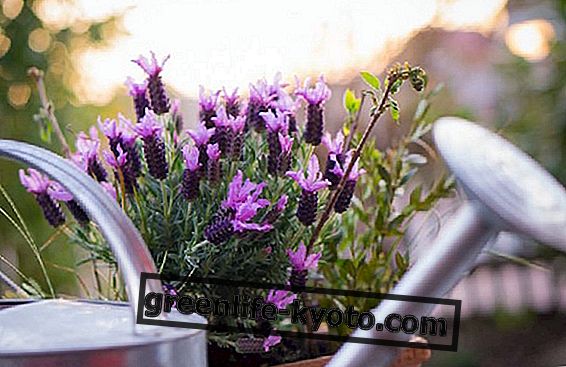 Lavendel plante, dyrking i potter