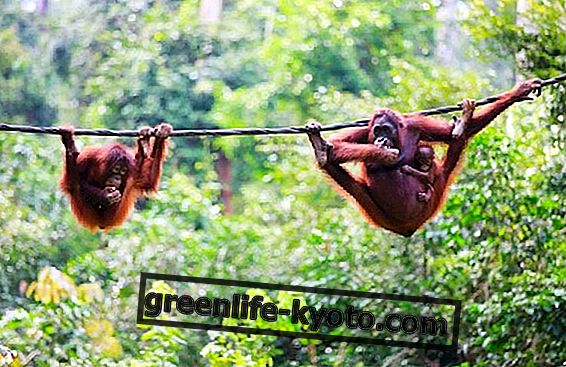 Orangutan Projesi