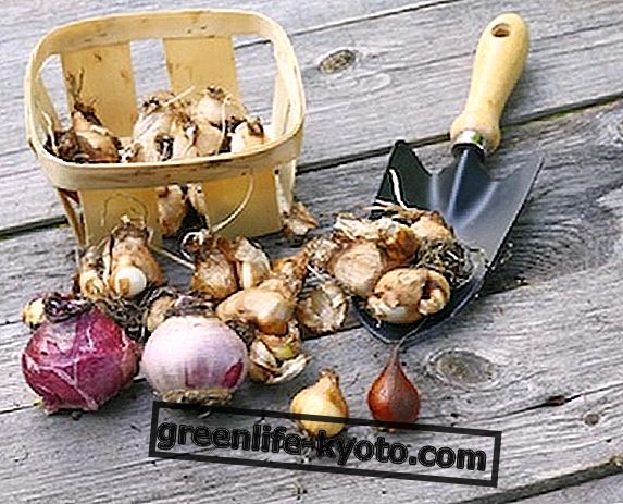 Cum se păstrează semințele și bulbii