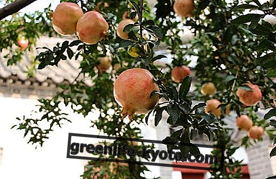 Granátové jablko: pestovanie rastliny