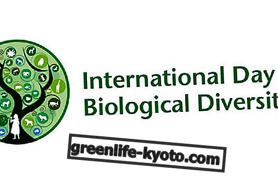22. maijs ir Starptautiskā bioloģiskās daudzveidības diena