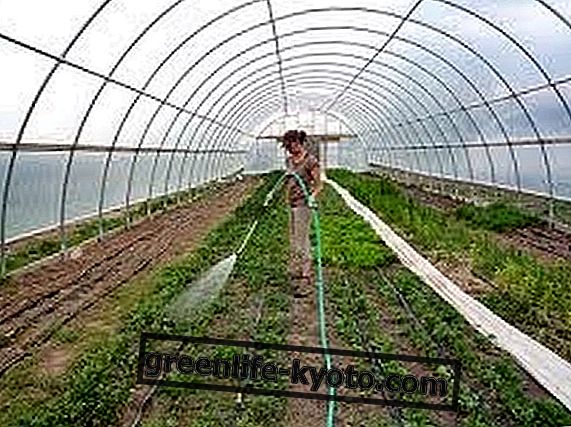 Rumah kaca untuk kebun sayur
