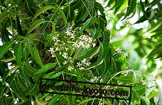 El neem: propiedades y usos de la farmacia verde.