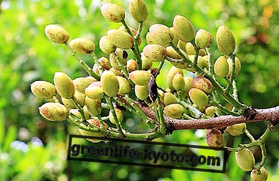 Roślina pistacjowa i jej uprawa