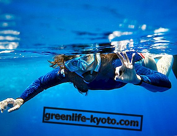 Põhiline sukeldumistegevus: sukeldumine