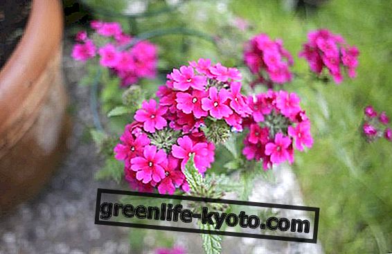 Verbena plant: cultivation and uses