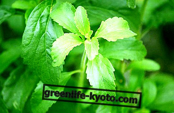 Stevia rebaudiana: taime omadused ja kasvatamine