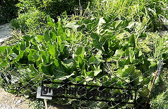 セイヨウワサビ：辛い根の栽培と使用