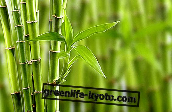 18. septembris, Pasaules bambusa diena