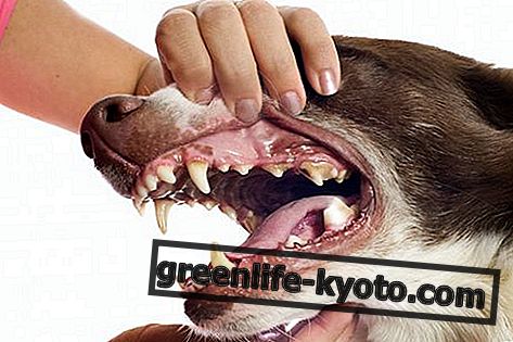 สุนัขเคลือบฟัน, การเยียวยาทั้งหมด