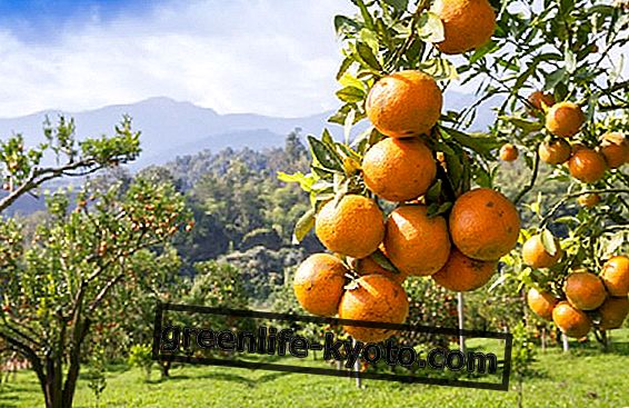 Jak pěstovat mandarinky