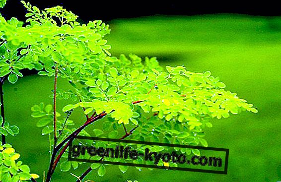 Moringa, vienīgais augs, kas vairo dzīvi