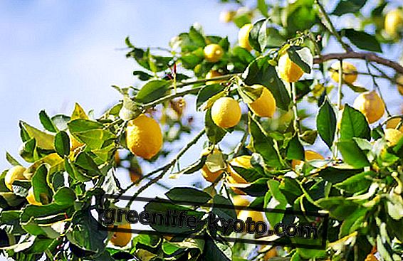 레몬 식물을 자연 요법으로 치료 (식물 질병)